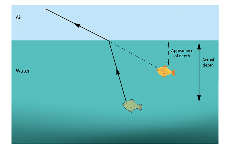 Refraction also affects the appearance of the fish's depth in the water.